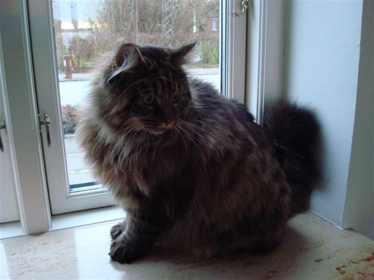 Blanding af racer Conrad - Kan I også se mig inde i huset?? billede 5