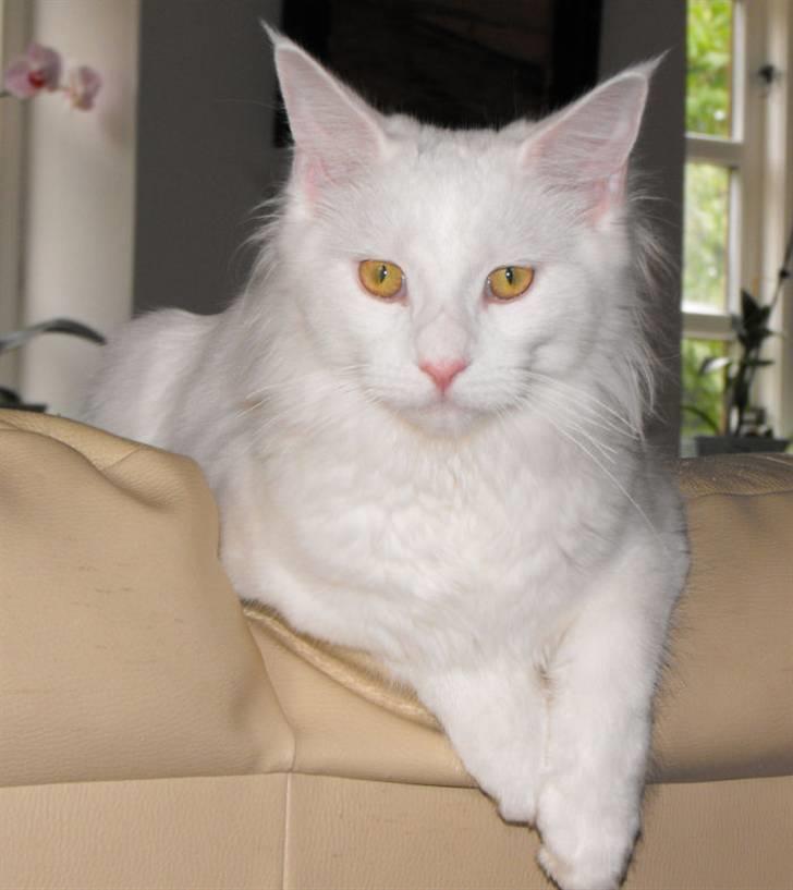 Maine Coon CH.SnowAngels Cassiopeia R.I.P billede 1