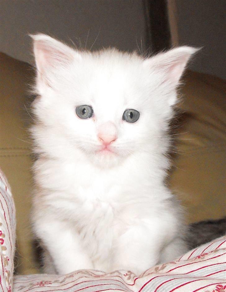 Maine Coon CH.SnowAngels Cassiopeia R.I.P billede 2