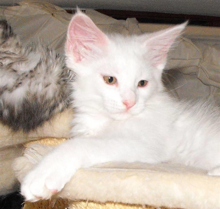 Maine Coon CH.SnowAngels Cassiopeia R.I.P billede 3