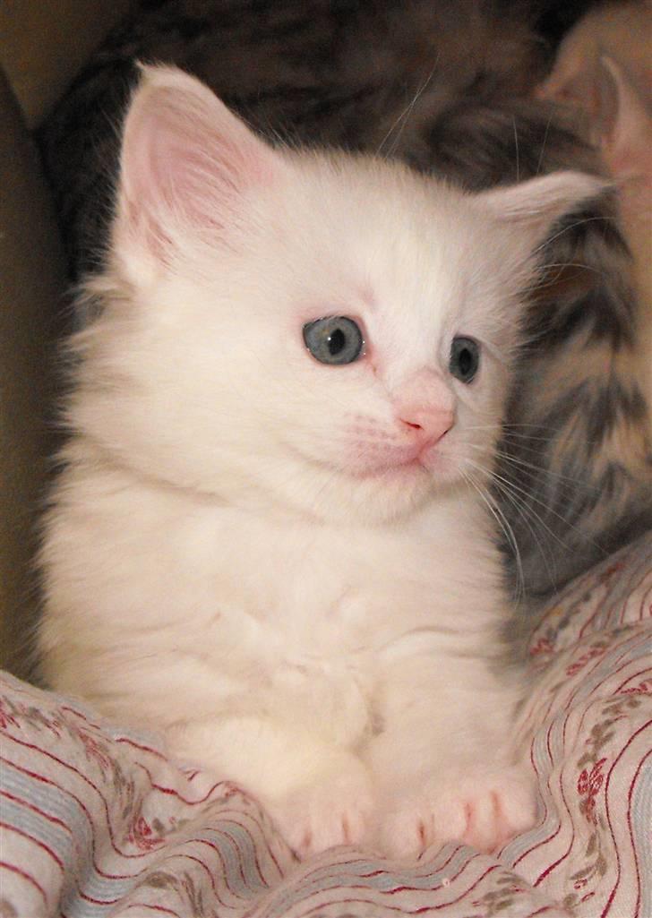 Maine Coon CH.SnowAngels Cassiopeia R.I.P billede 4