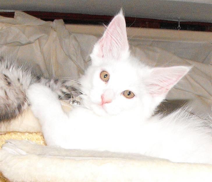 Maine Coon CH.SnowAngels Cassiopeia R.I.P billede 5