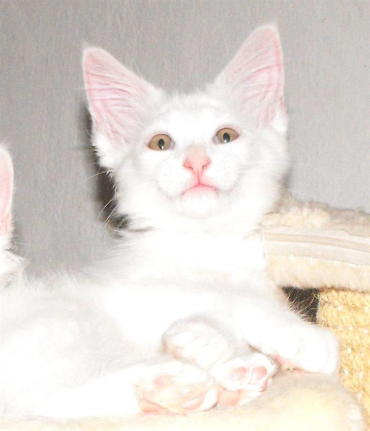 Maine Coon CH.SnowAngels Cassiopeia R.I.P billede 6