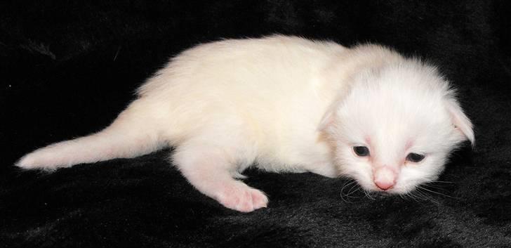 Maine Coon CH.SnowAngels Cassiopeia R.I.P billede 7