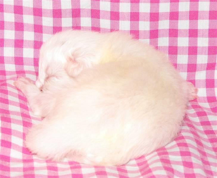 Maine Coon CH.SnowAngels Cassiopeia R.I.P billede 8