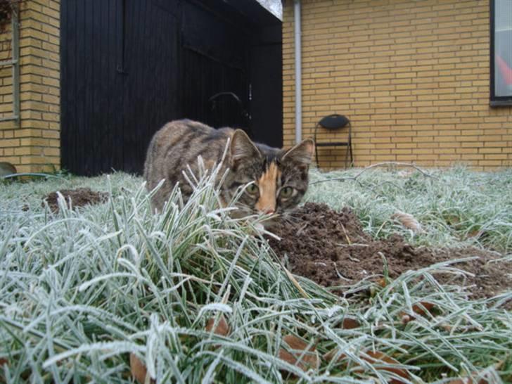 Blanding af racer Trine - dette billede må ikke kopires. billede 1