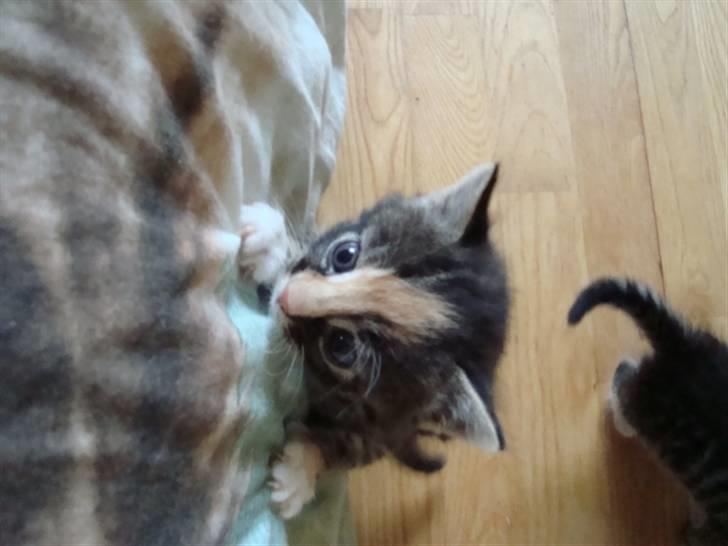 Blanding af racer Trine - trine er lige blivet så stor at hun selv kan komme op i sengen dette billede må ikke kopires. billede 2