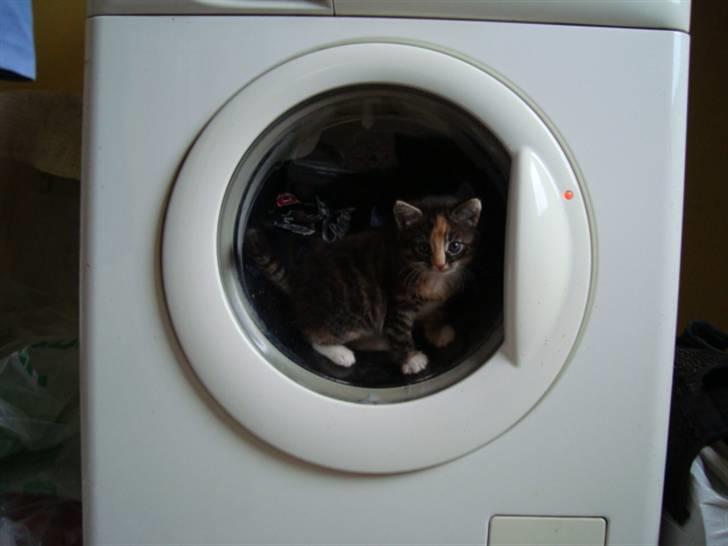 Blanding af racer Trine - trine har fundet vaskemaskinen;p dette billede må ikke kopires. billede 3