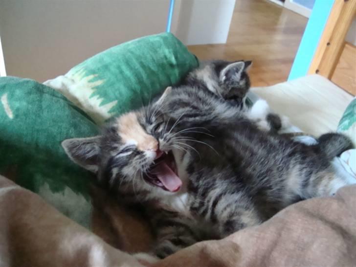 Blanding af racer Trine - trine er træt :o) dette billede må ikke kopires. billede 4