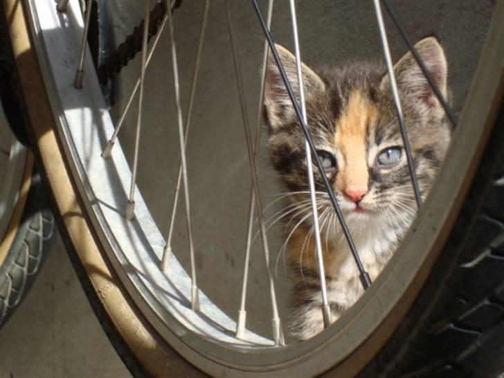 Blanding af racer Trine - trine som er uden for XD dette billede må ikke kopires. billede 5