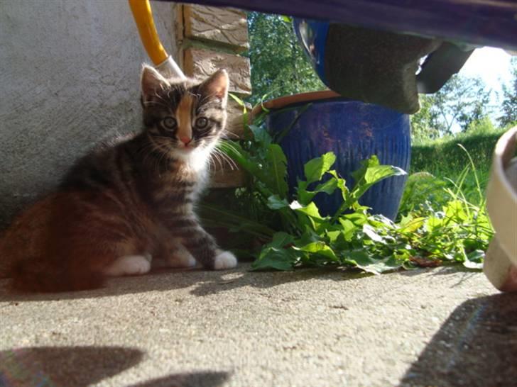 Blanding af racer Trine - trine som er uden for XD dette billede må ikke kopires. billede 6