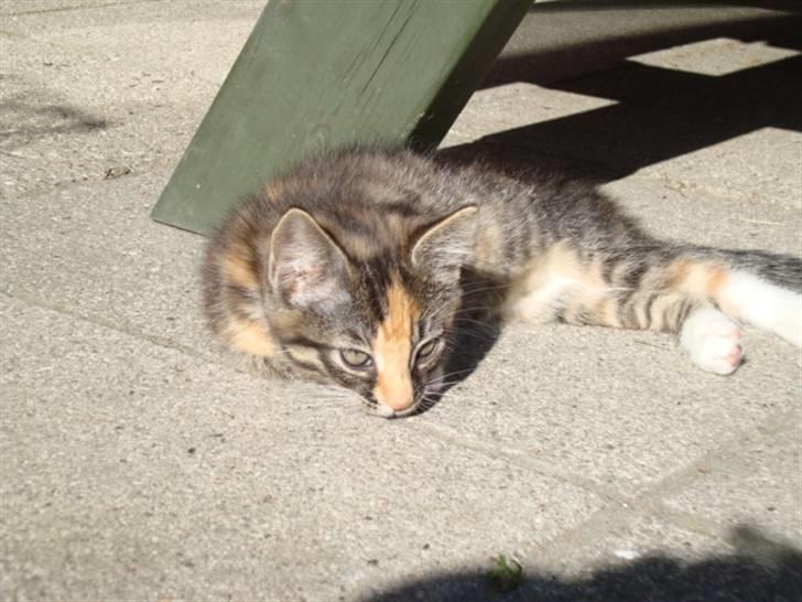 Blanding af racer Trine - trine som er uden for XD dette billede må ikke kopires. billede 7