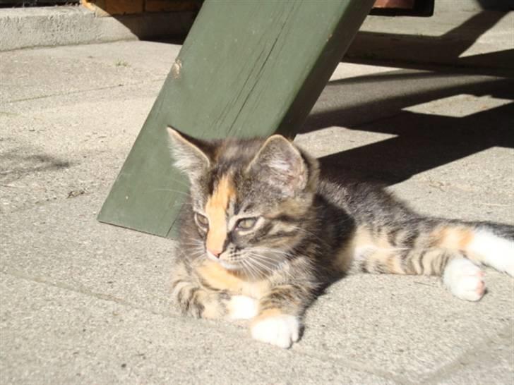 Blanding af racer Trine - trine som er uden for XD dette billede må ikke kopires. billede 8