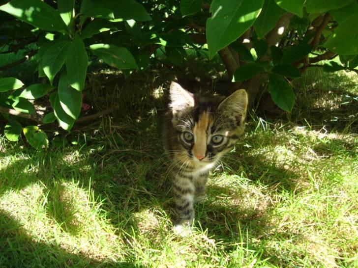 Blanding af racer Trine - trine som er uden for XD dette billede må ikke kopires. billede 9