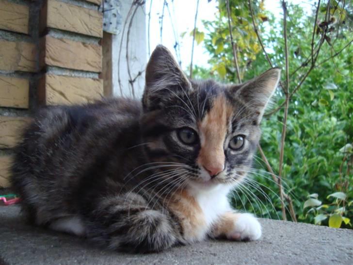 Blanding af racer Trine - trine som er uden for XD dette billede må ikke kopires. billede 10