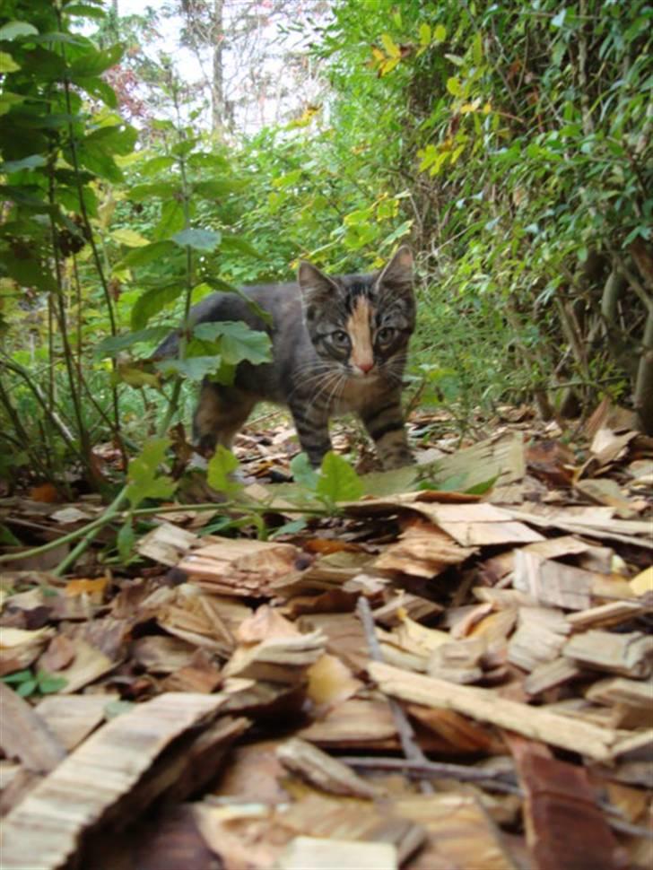 Blanding af racer Trine - trine som er uden for XD dette billede må ikke kopires. billede 11