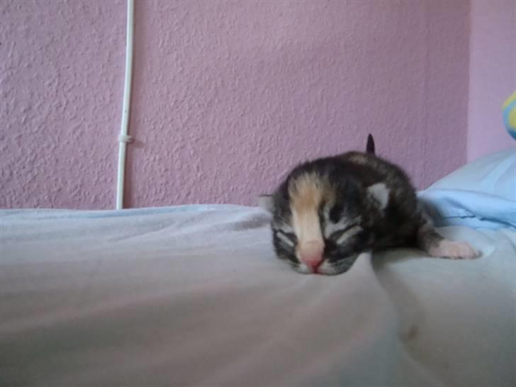 Blanding af racer Trine - dette billede må ikke kopires. billede 12