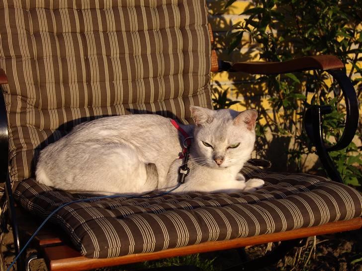 Burmilla Silke billede 1