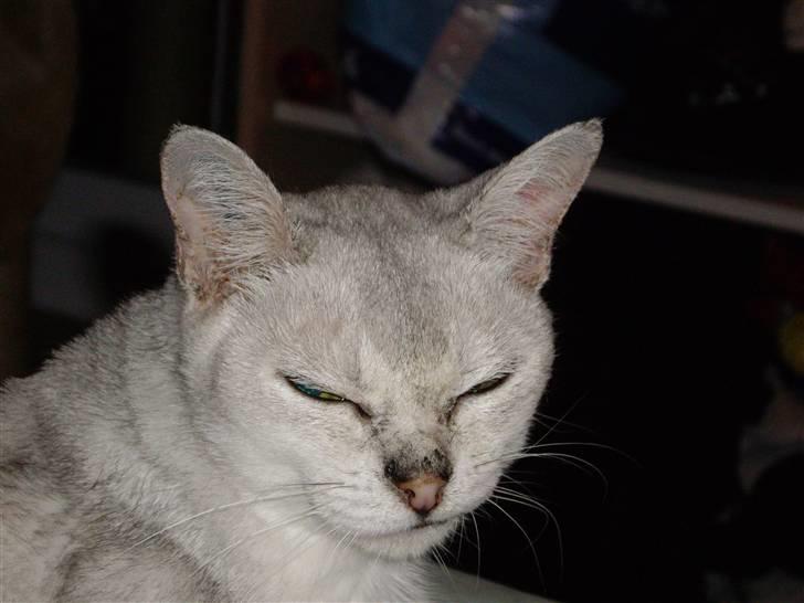 Burmilla Silke billede 2