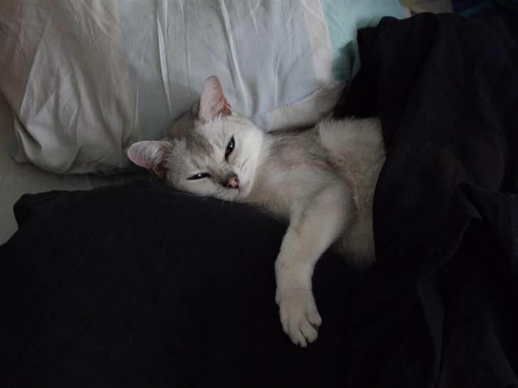 Burmilla Silke billede 3