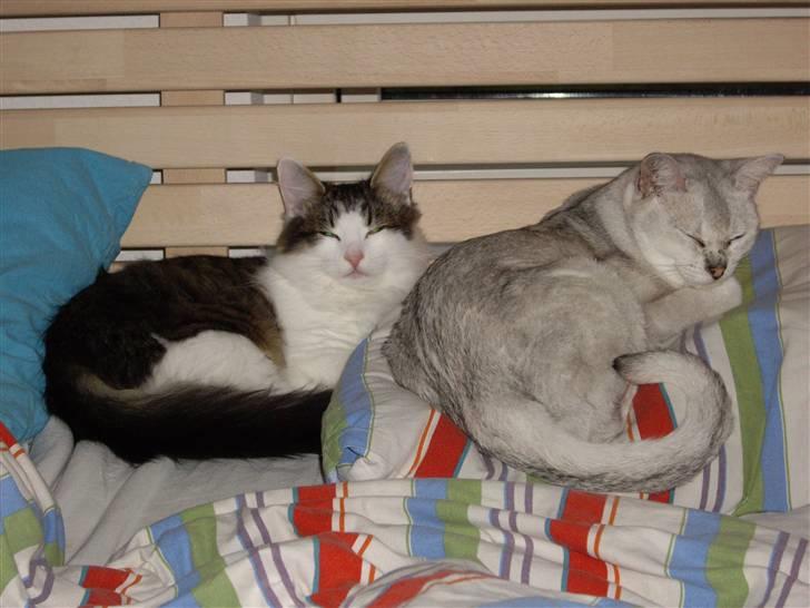 Burmilla Silke billede 4