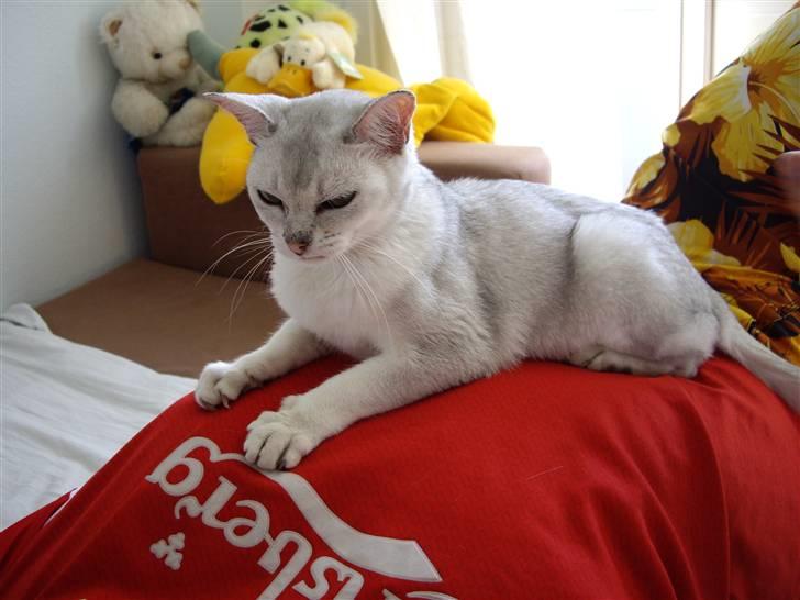 Burmilla Silke billede 5