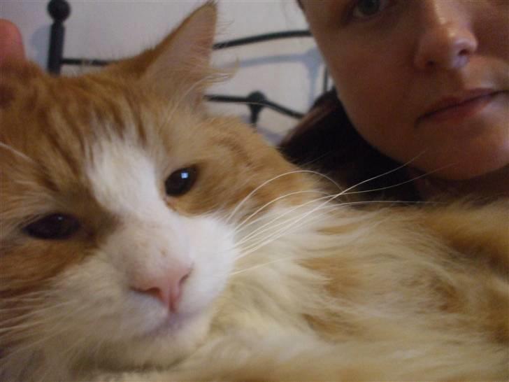 Norsk Skovkat Tiger billede 17