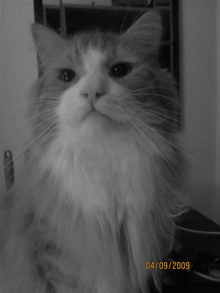 Norsk Skovkat Tiger billede 18