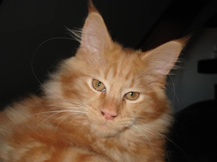 Maine Coon simba  billede 1