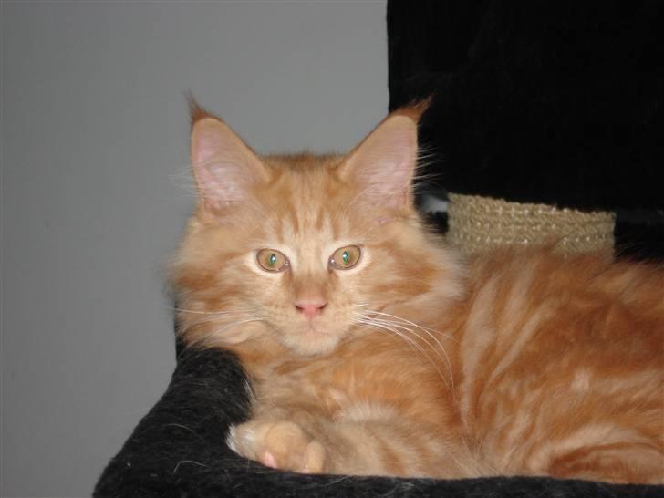 Maine Coon simba  billede 2