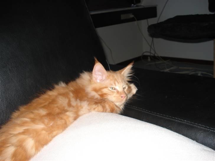 Maine Coon simba  billede 3