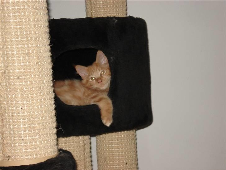 Maine Coon simba  billede 4