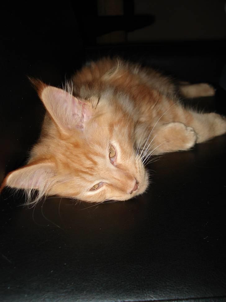 Maine Coon simba  billede 5