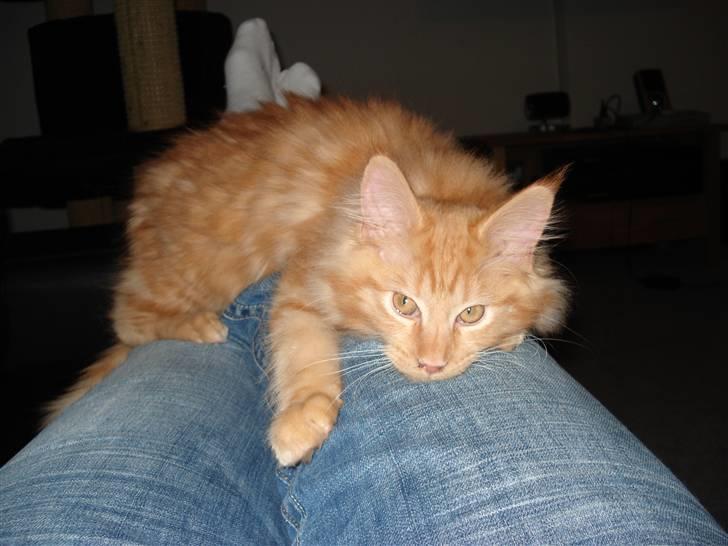 Maine Coon simba  billede 6