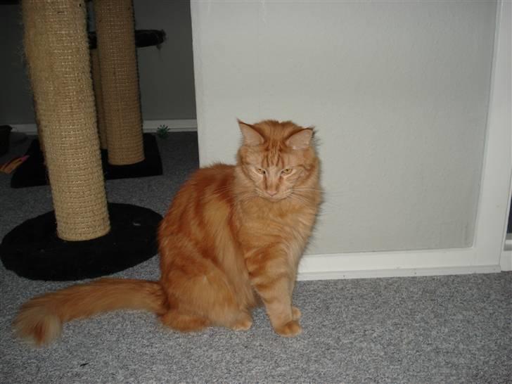 Maine Coon simba  billede 7