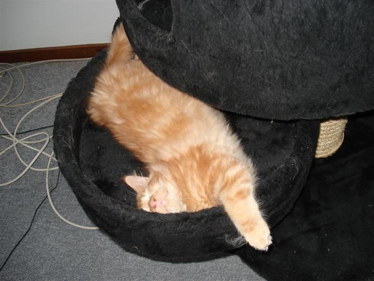 Maine Coon simba  billede 8