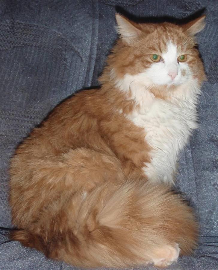 Blanding af racer Simba billede 4