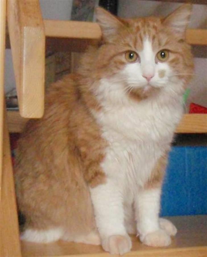 Blanding af racer Simba billede 5