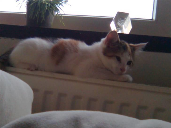 Huskat Sasha Dupont billede 1