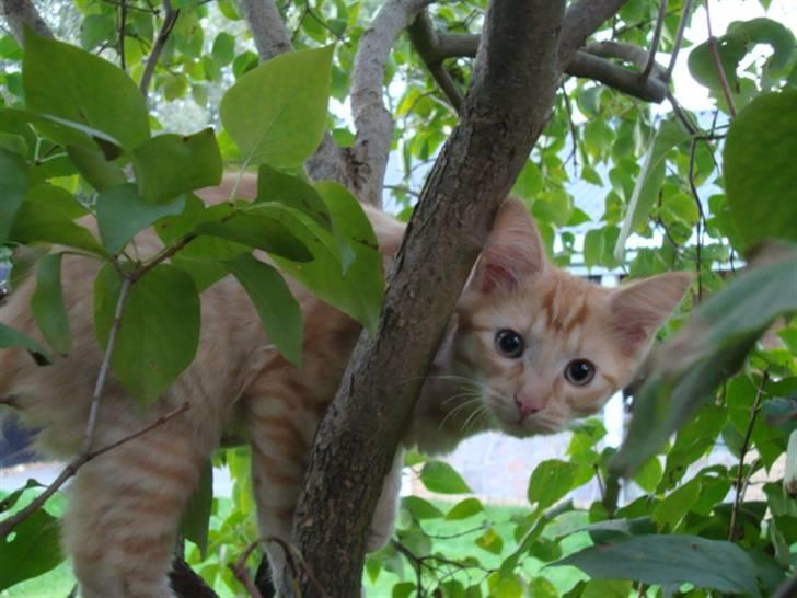 Blanding af racer oskar - lille oskar i træ XD   billede 1