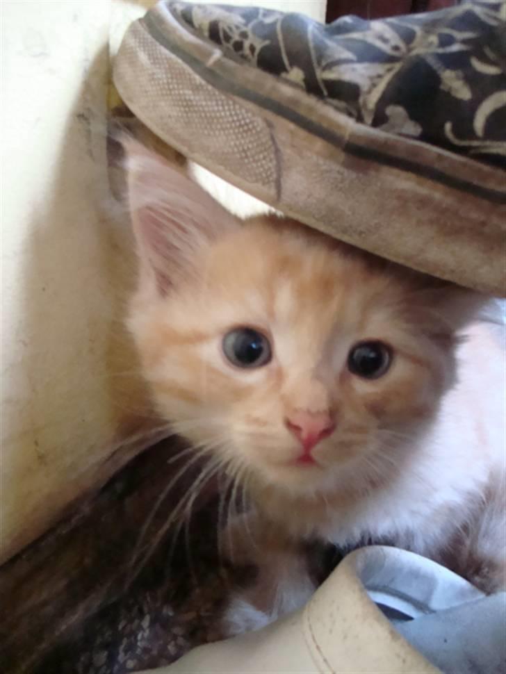 Blanding af racer oskar - oskar har fundet en sko XD billede 2