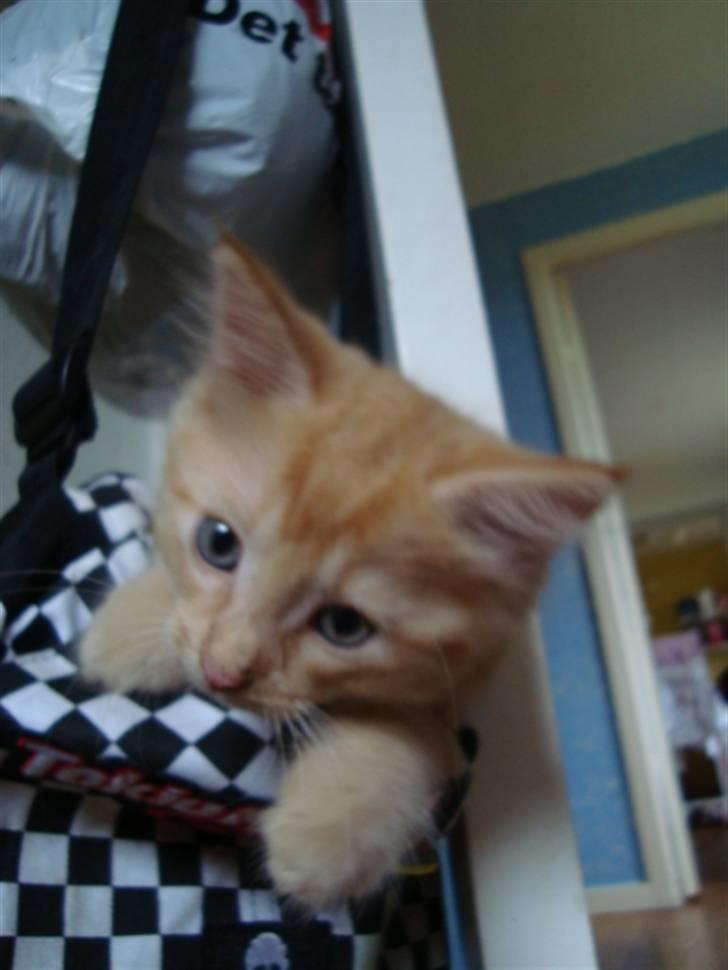 Blanding af racer oskar - oskar har lige fundet en taske billede 3