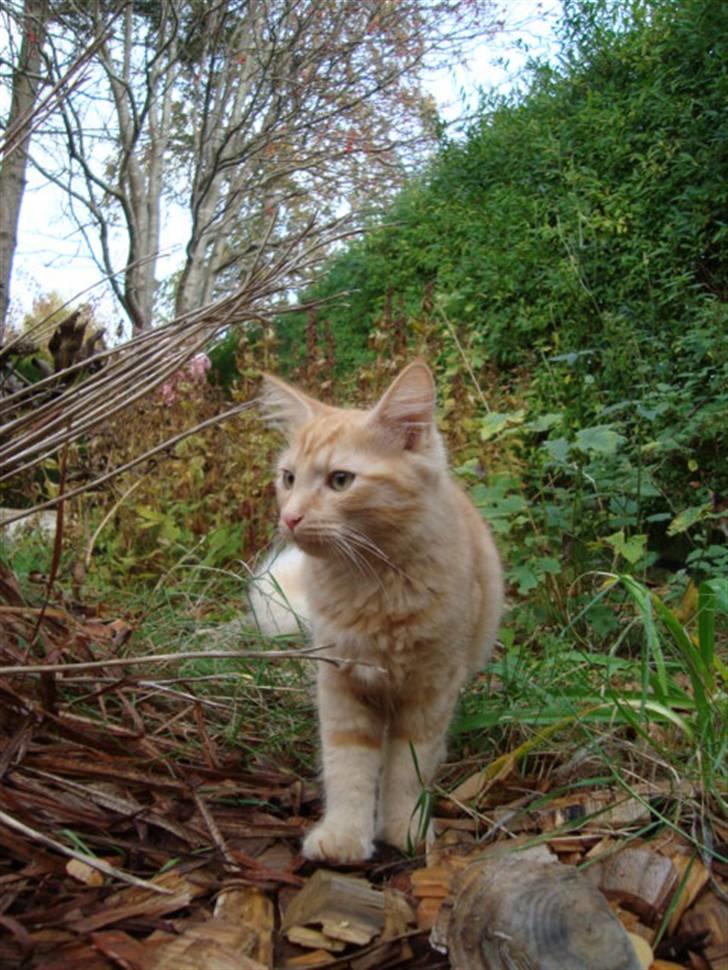 Blanding af racer oskar - lille oskar er ude billede 4
