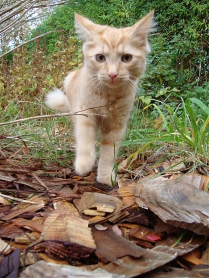 Blanding af racer oskar - se lige hvor find jeg er XD <3 billede 5