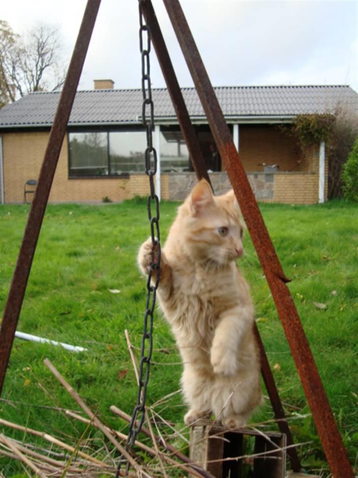 Blanding af racer oskar - oskar har fundet en kæde :o) billede 6