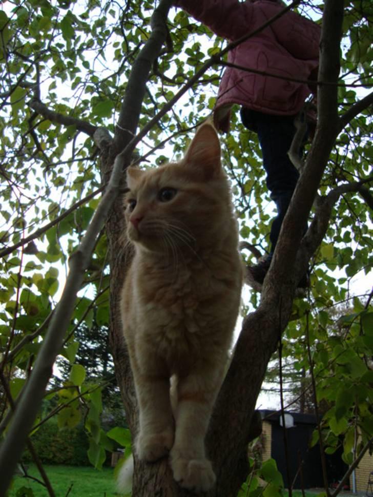 Blanding af racer oskar - oskar i træ med Amalie XD billede 7