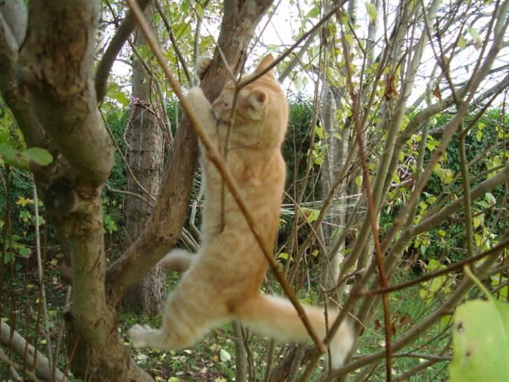 Blanding af racer oskar - oskar i træ billede 8