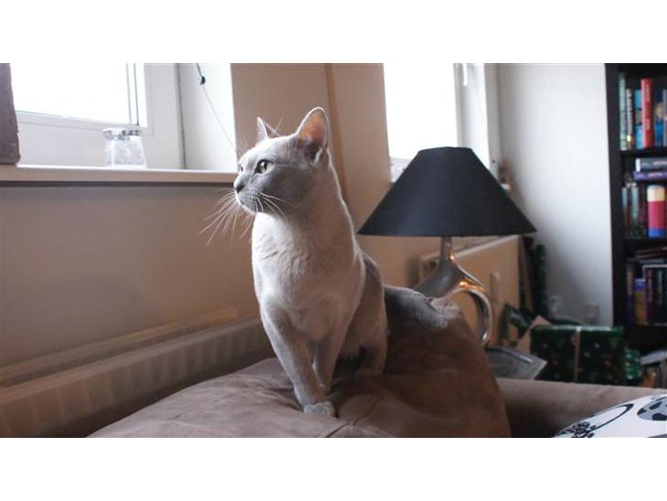 Burmeser Cleopatra - Det er Cleos første dag hjemme hos mig, og hun er ved at udforske hjemmet billede 1