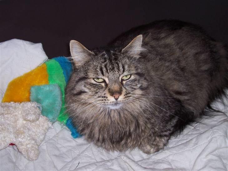 {{currentPhoto.altText}} billede {{currentPhoto.number}}