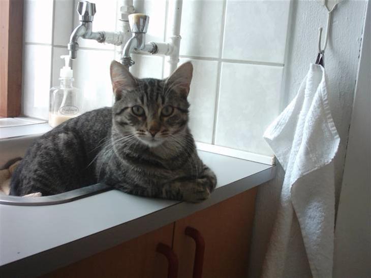 {{currentPhoto.altText}} billede {{currentPhoto.number}}